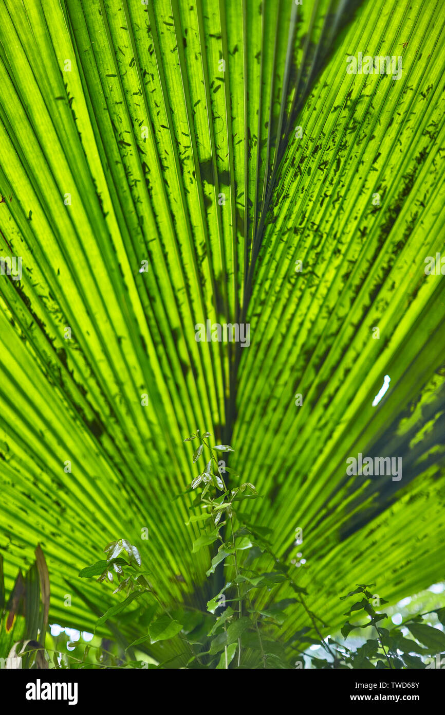 Royal Botanic Gardens, The collections include over 28,000 taxa of living plants, 8.3 million plant and fungal herbarium specimens. Stock Photo