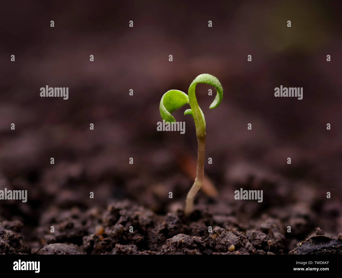 Young green pea sprout germinates from the ground Stock Photo - Alamy