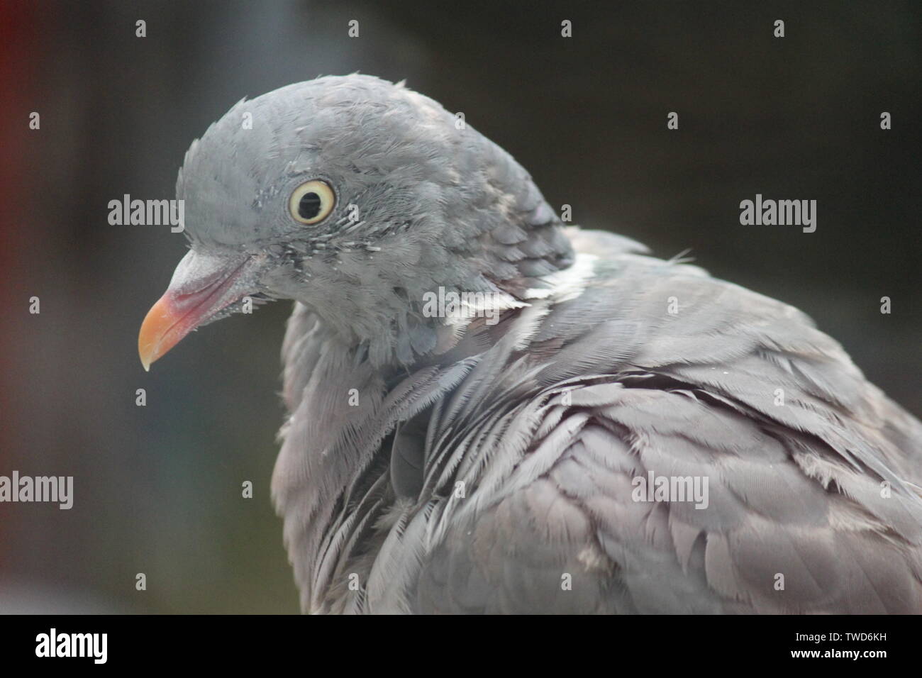 Close up of wood pigeon Stock Photo