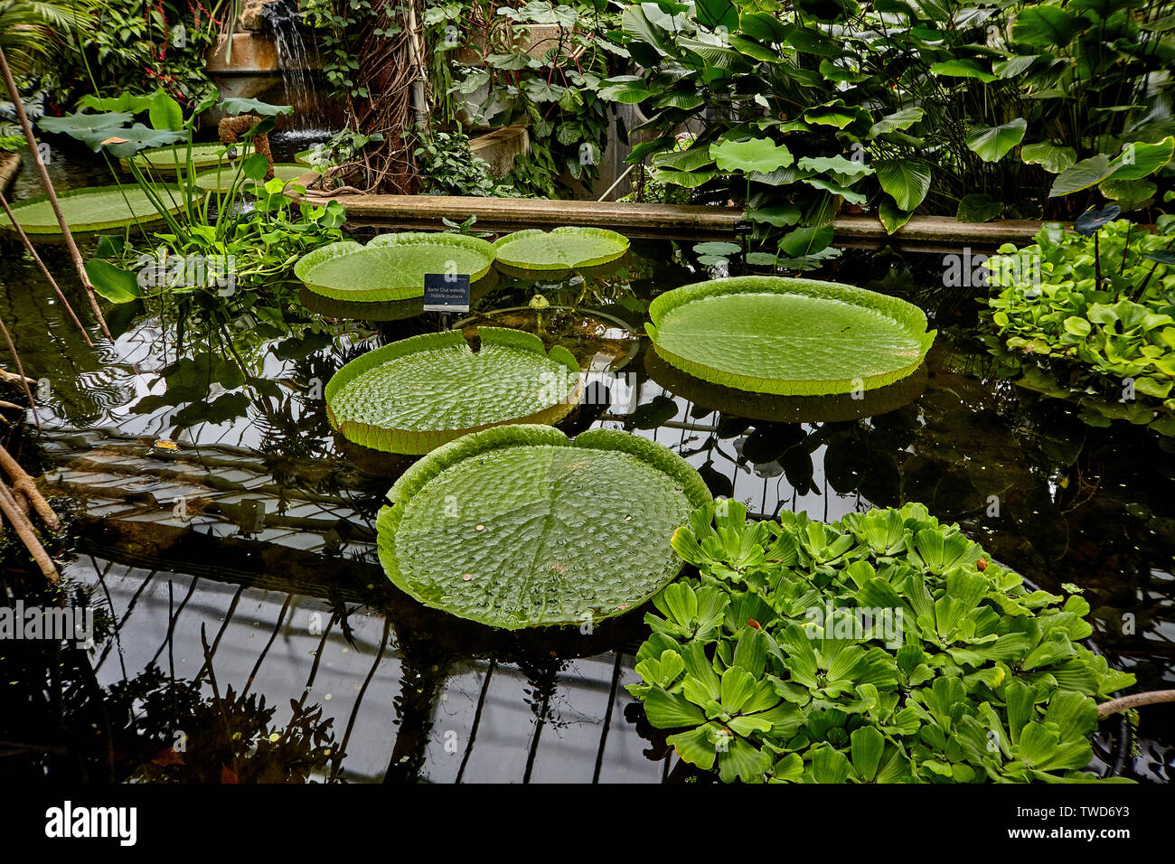 Royal Botanic Gardens, The collections include over 28,000 taxa of living plants, 8.3 million plant and fungal herbarium specimens. Stock Photo