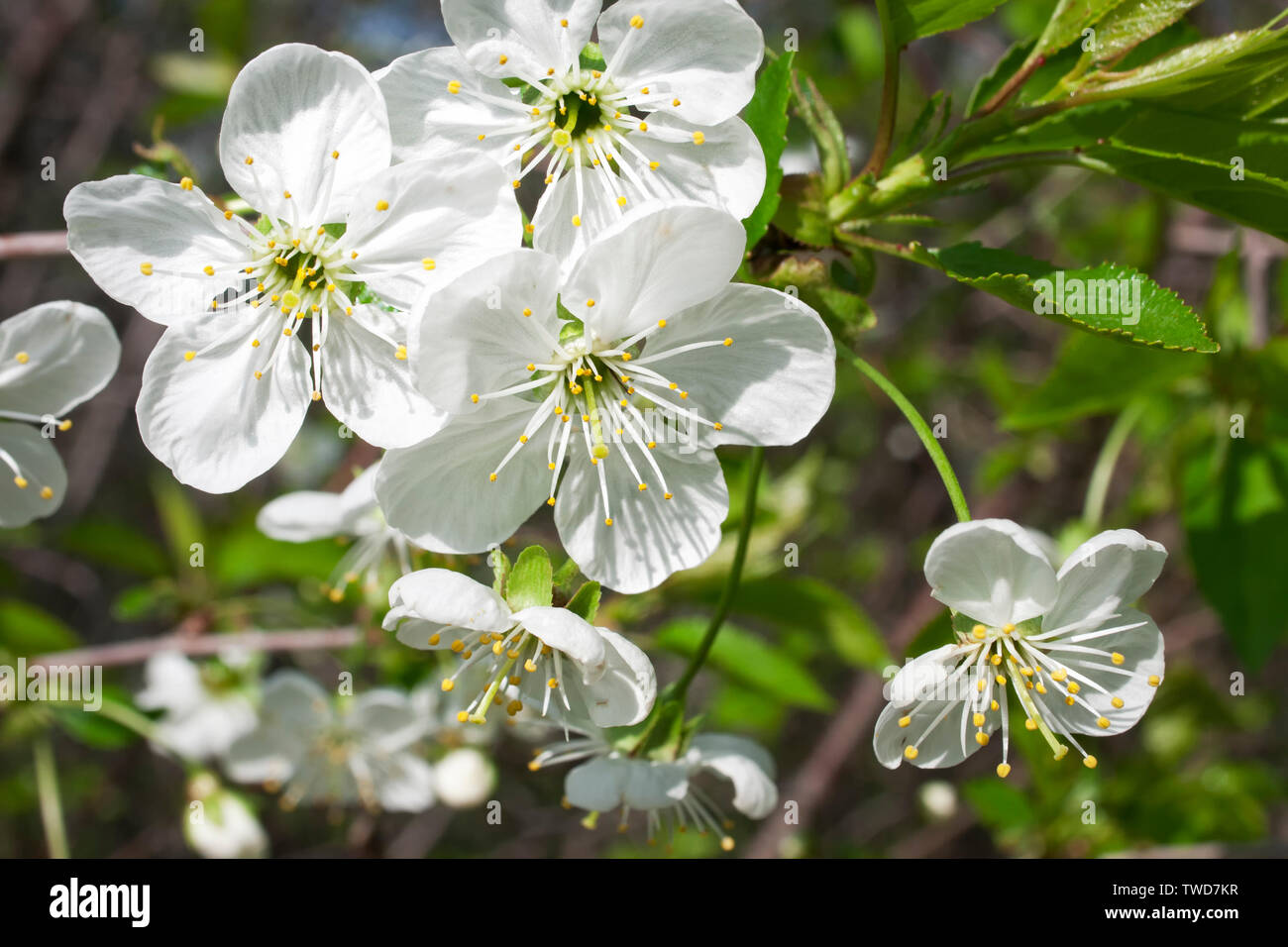 Beautiful blooming tree hi-res stock photography and images - Alamy