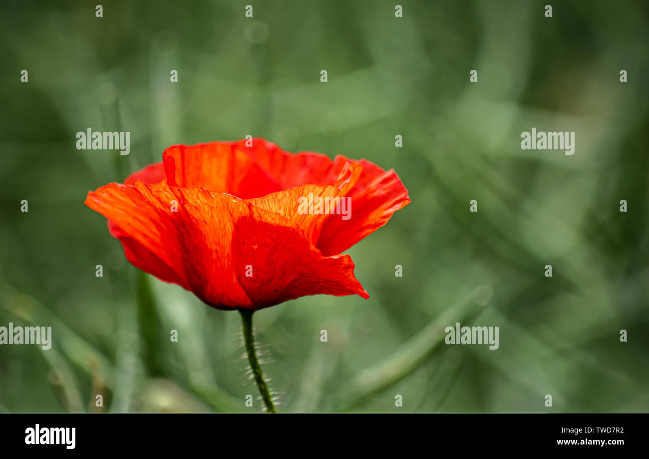 A beautiful red poppy taken in the English countryside in Spring Stock Photo