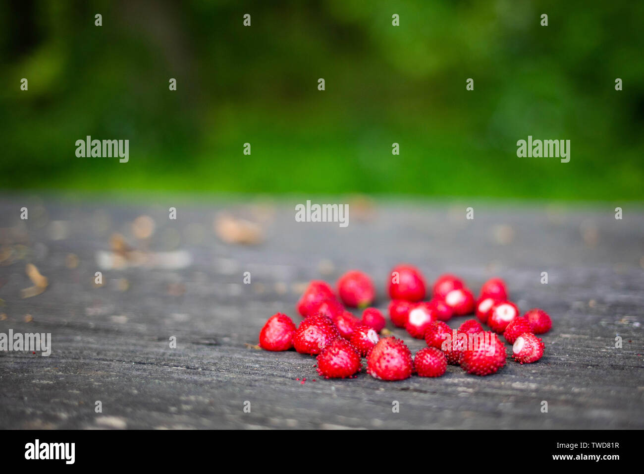 Wild strawberries hi-res stock photography and images - Alamy