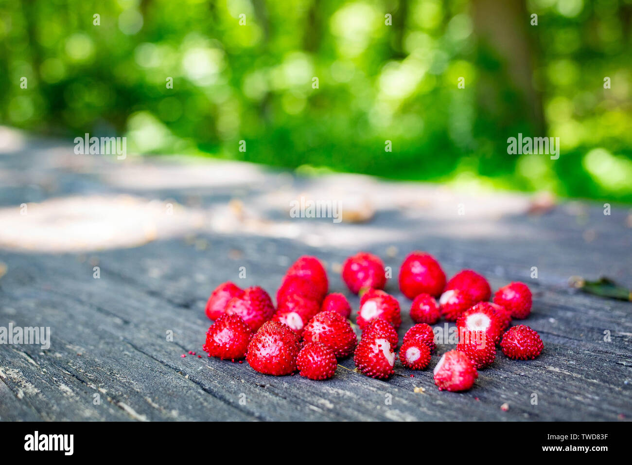 Wild strawberries hi-res stock photography and images - Alamy