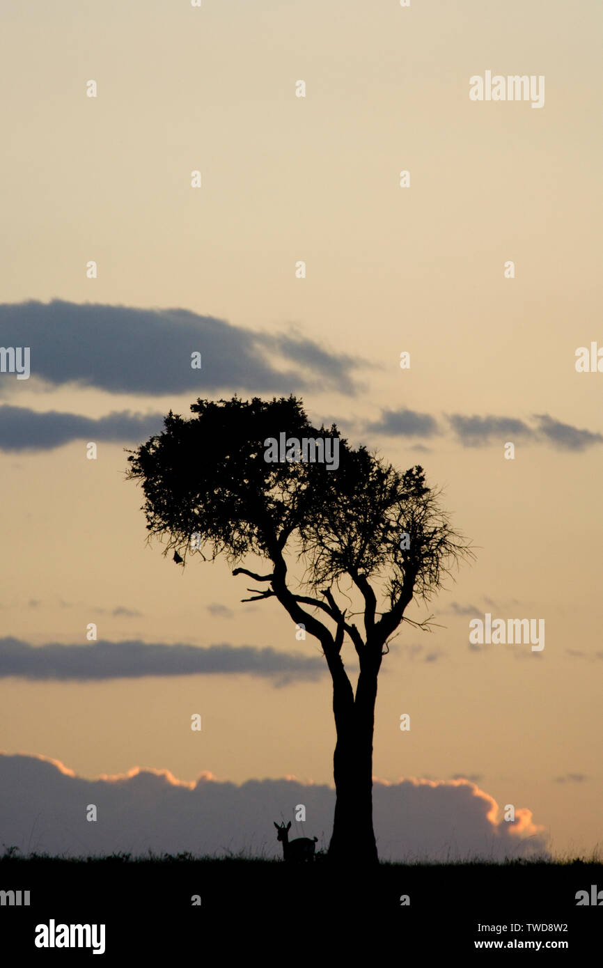 Masai mara sunset heat hi-res stock photography and images - Alamy