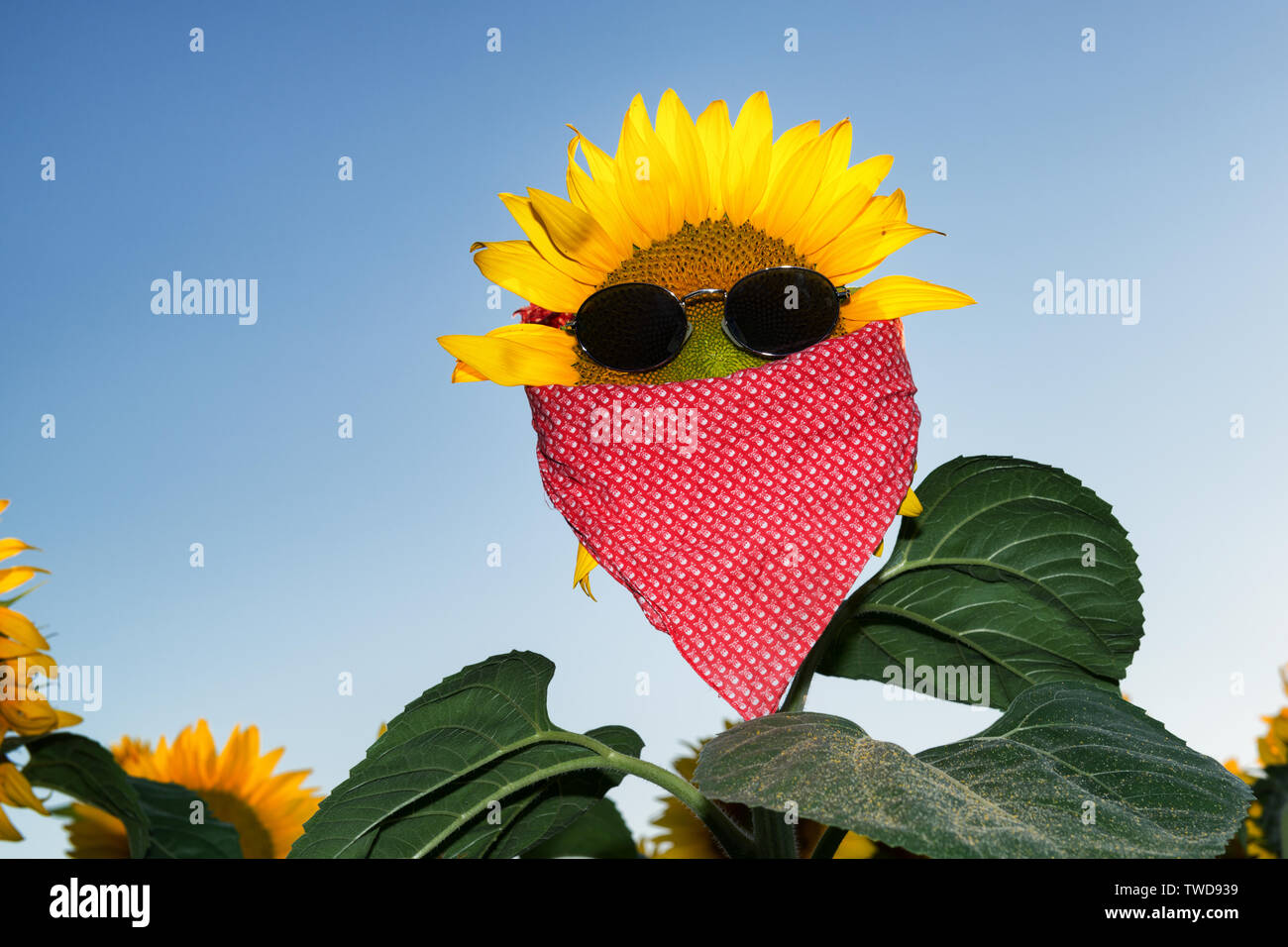 Funny sunflower dressed in neckerchief and sunglasses. Vacations concept. Stock Photo