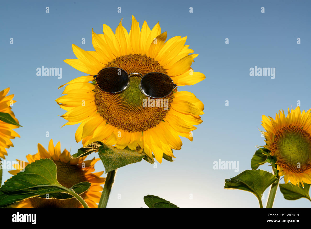 Sunflower wearing sunglasses, personification of a tourist on summer vacations Stock Photo