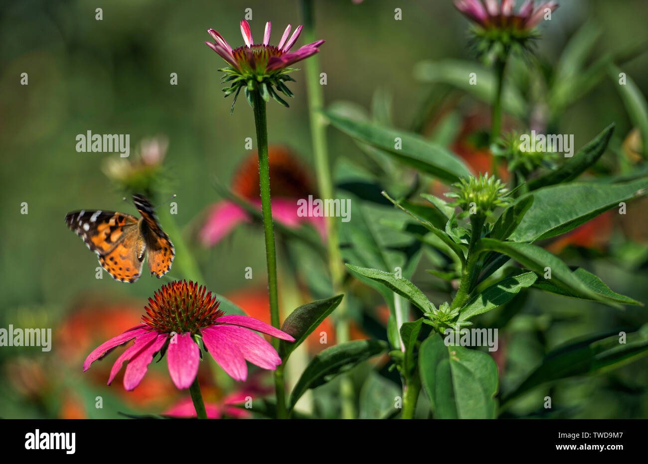 UNITED STATES July 30, 2017 Fields of Flowers in Purcellville