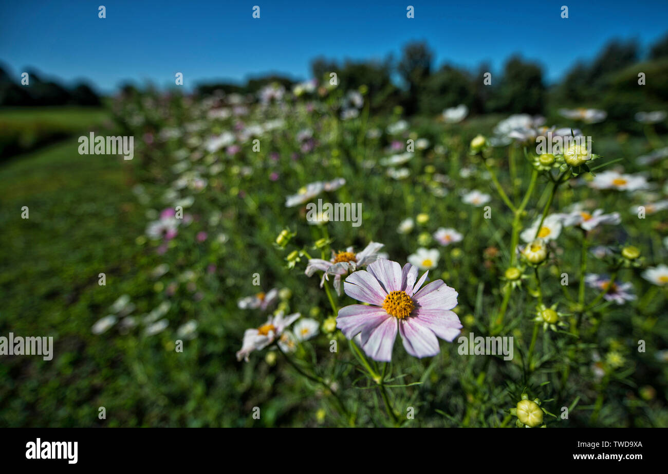 UNITED STATES July 30, 2017 Fields of Flowers in Purcellville