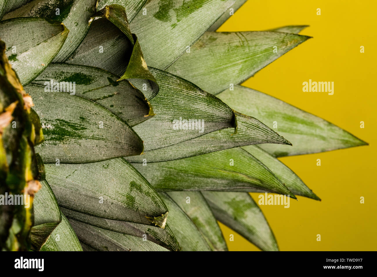 Macro bottom up side view of a pineapple crown. This image shows the