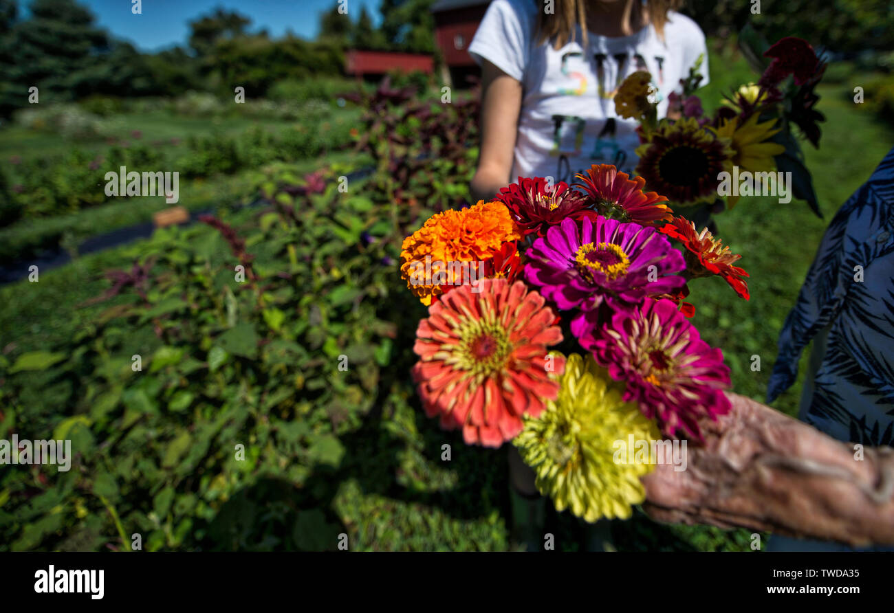 UNITED STATES July 30, 2017 Fields of Flowers in Purcellville