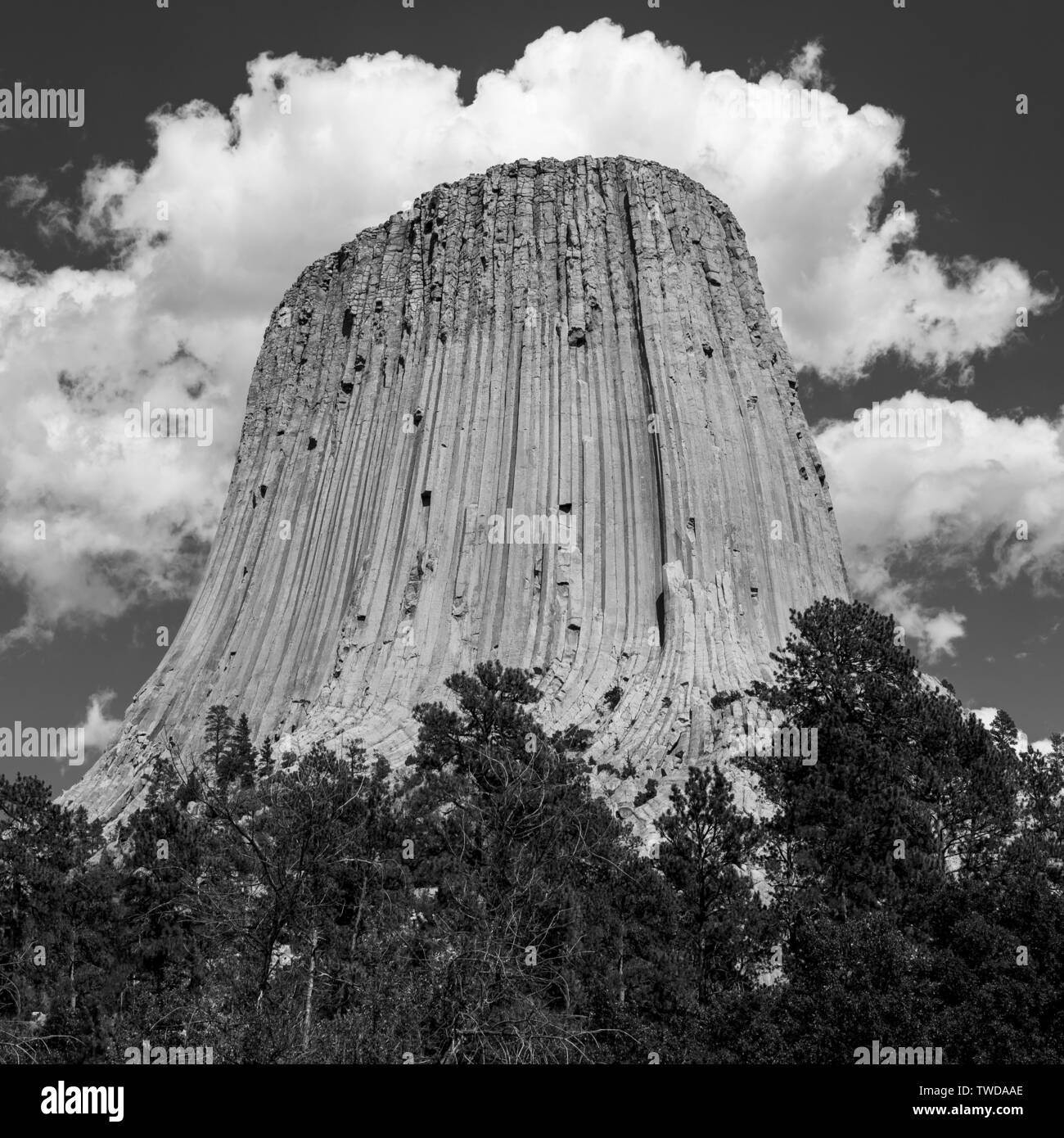 Black and white square photograph of the geologic rock formation of Devils Tower national monument in Wyoming, United States of America, USA. Stock Photo
