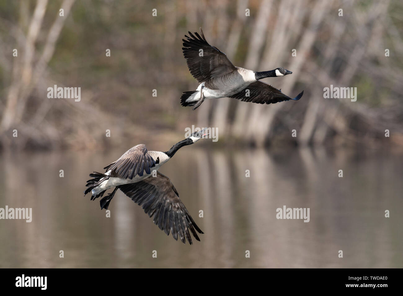 Territorial dispute, pair of Canada geese  (Branta canadensis), Spring, E USA, by Dominique Braud/Dembinsky Photo Assoc Stock Photo