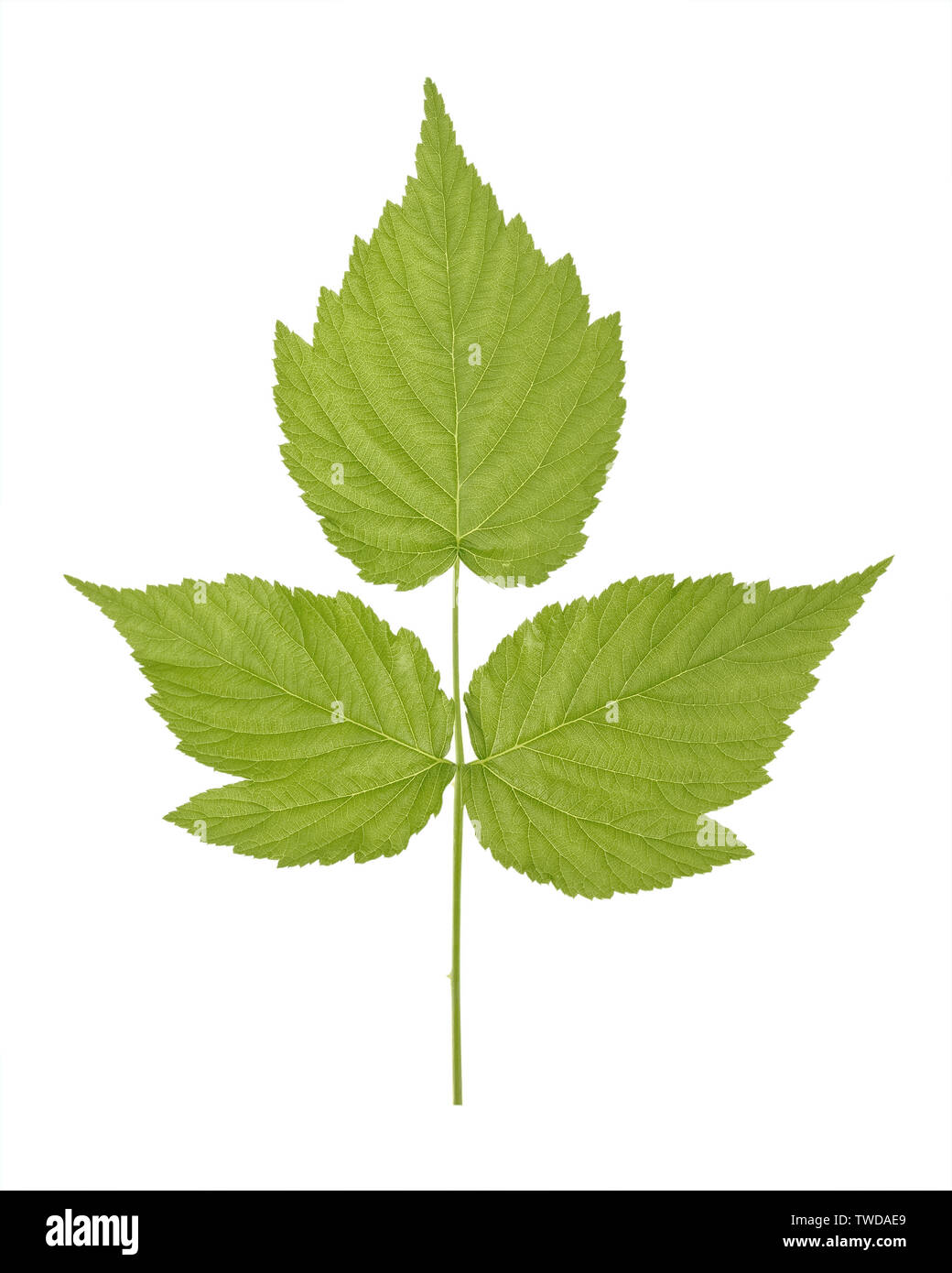 Green leaf of raspberries of plant species in the genus Rubus of the rose family, most of which are in the subgenus Idaeobatus isolated on white backg Stock Photo