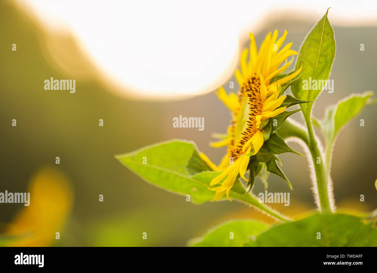 Sunflowers In The Autumn Sun Stock Photo Alamy sunflowers-in-the-autumn-sun-stock-photo-alamy