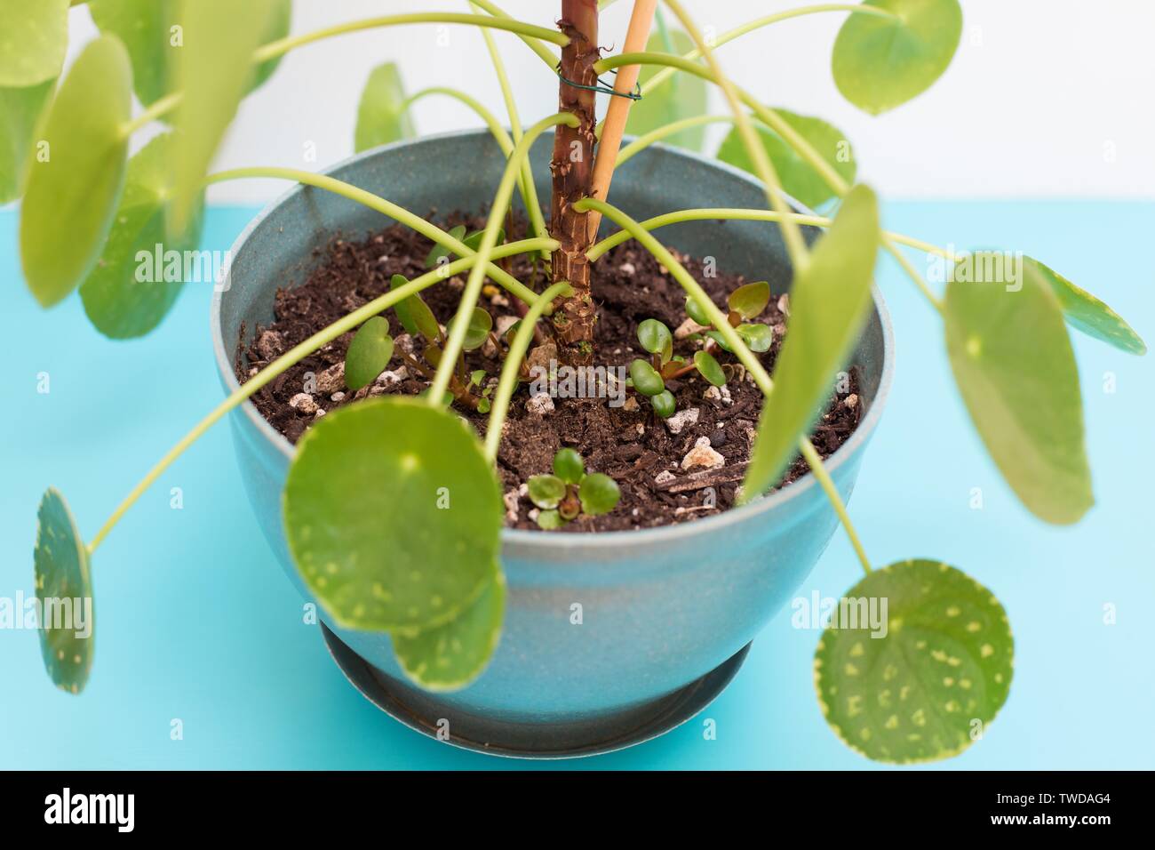 Close up of Pilea peperomioides - Chinese Money plant. Stock Photo