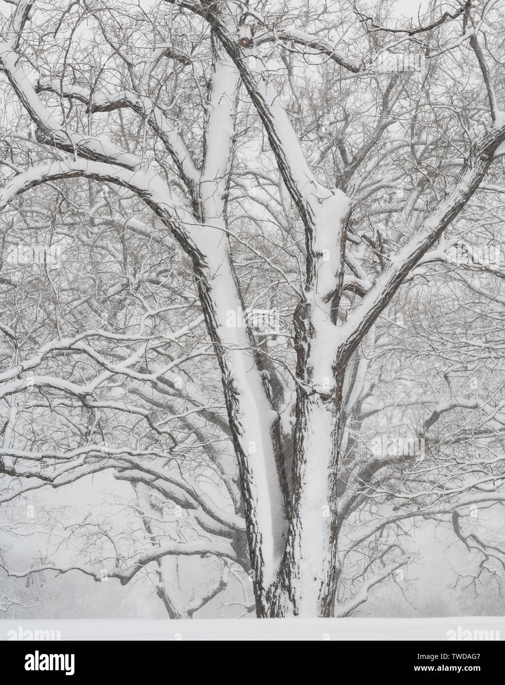 April Snowstorm, Woodland, USA, by Dominique Braud/Dembinsky Photo Assoc Stock Photo