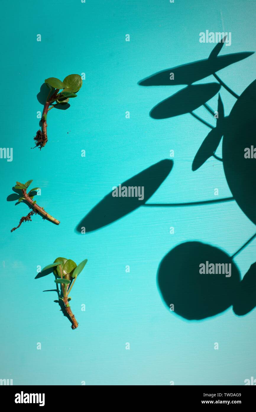 Pilea peperomioides Chinese Money plant Stock Photo Alamy