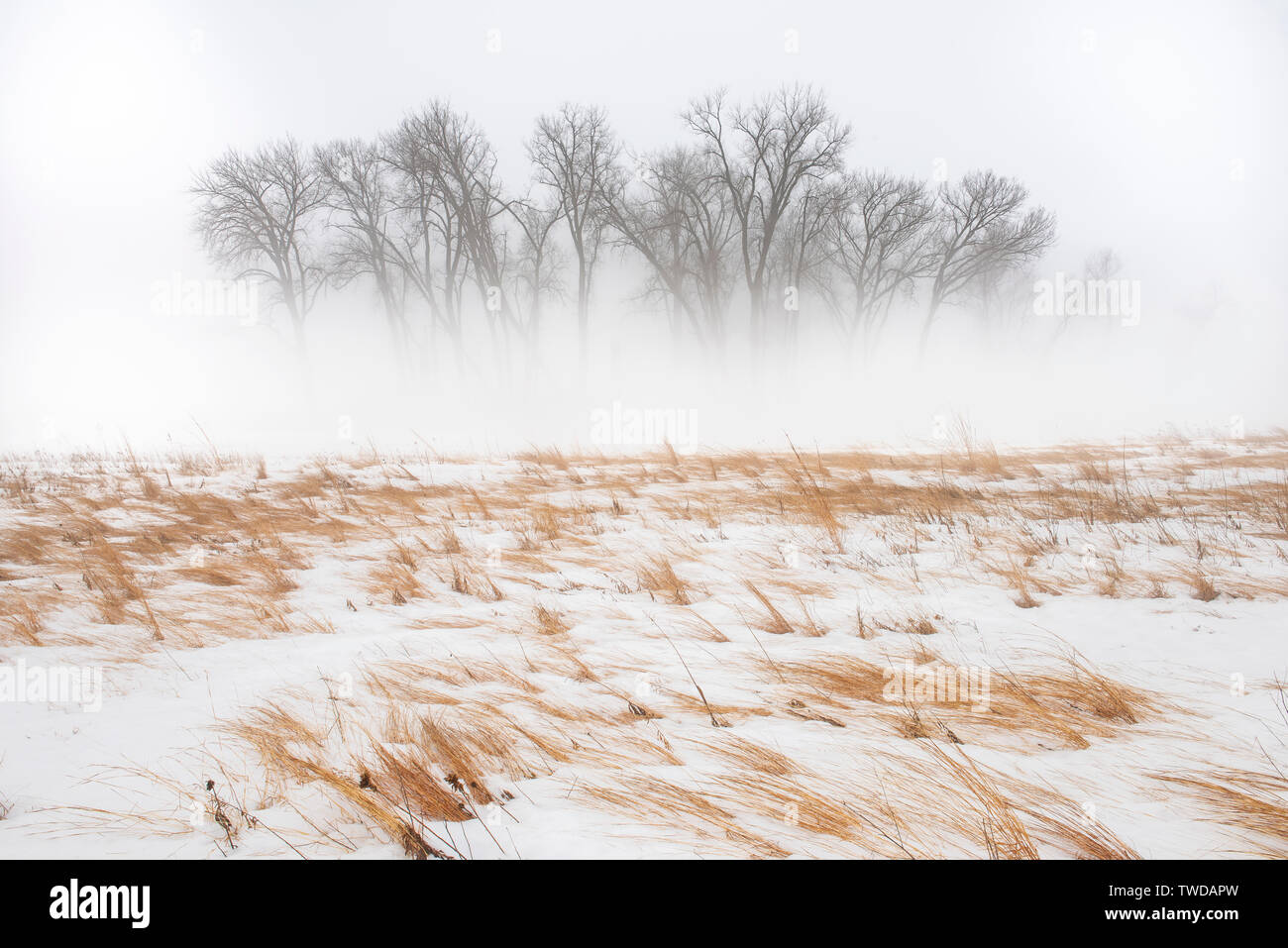 Heavy fog, trees and prairie, March, Whitetail Woods Regional Park, Dakota County, MN, USA, by Dominique Braud/Dembinsky Photo Assoc Stock Photo