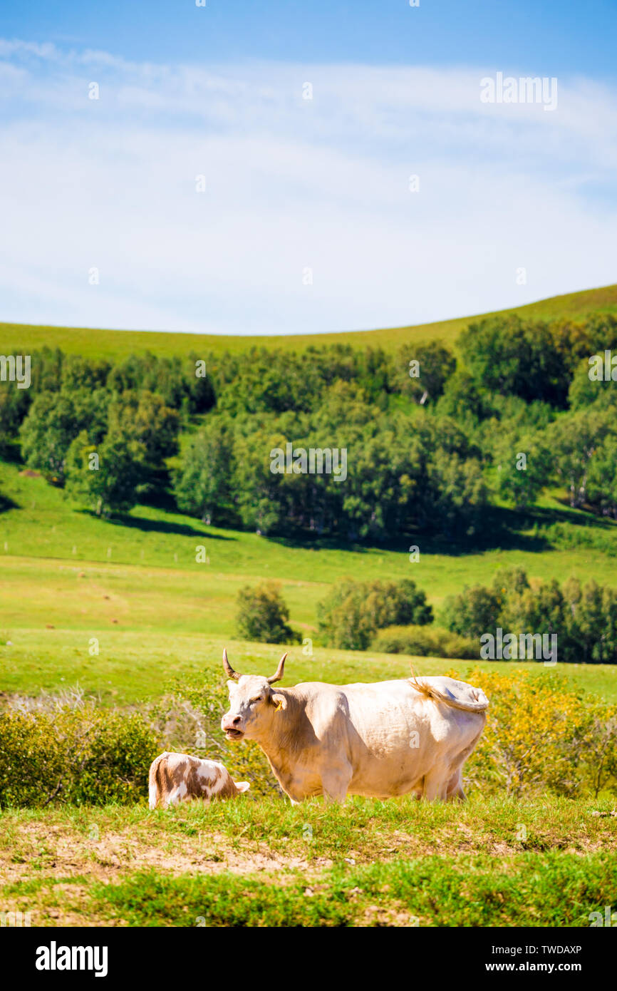 Landscape with nature no one has lawns in summer hires stock