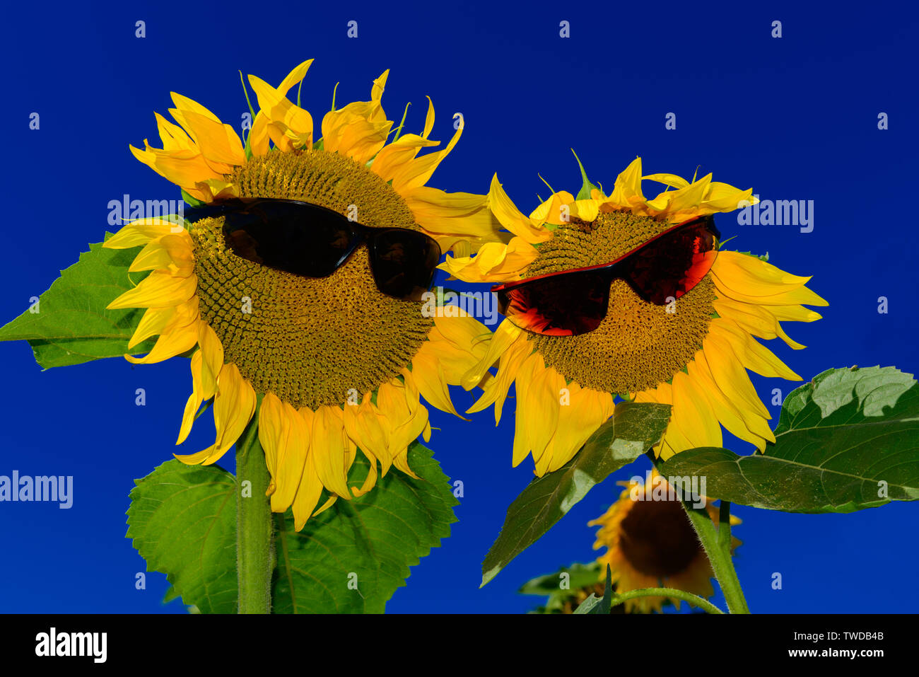Pair of funny sunflowers wearing sunglasses against deep blue sky Stock Photo