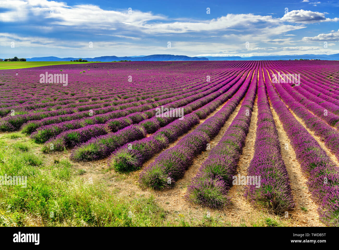 Endless lavender fields in Valensole, Provance, France. Unique place to visit Stock Photo