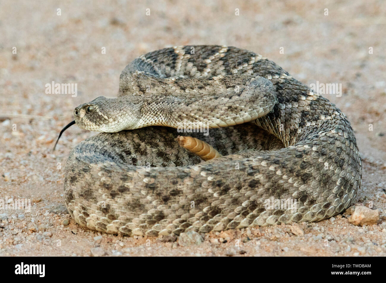 Western Dioamondback Rattlesnake (Crotalus atrox) Southern Arizona Stock Photo