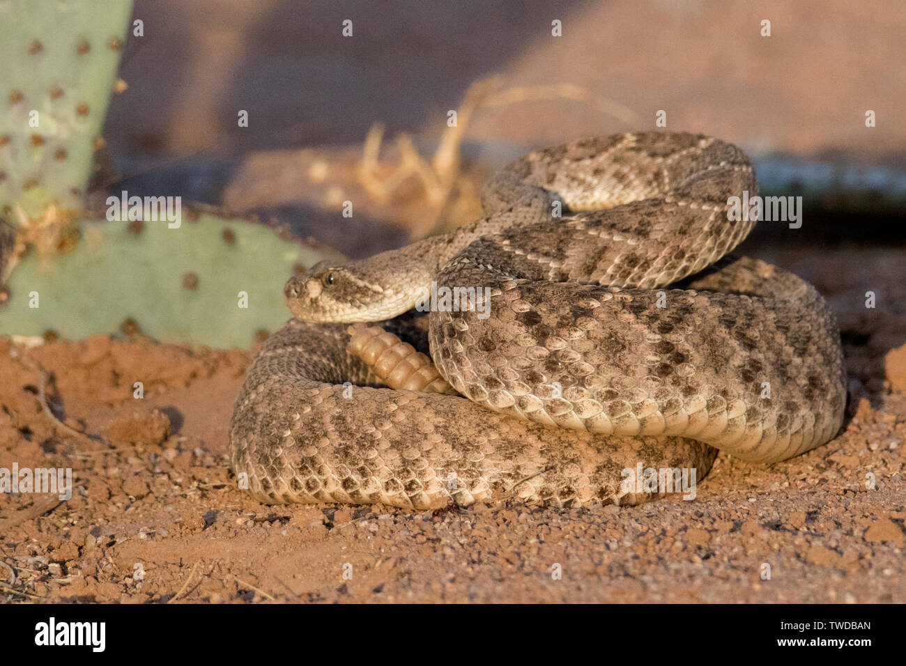 Western Dioamondback Rattlesnake (Crotalus atrox) Southern Arizona Stock Photo