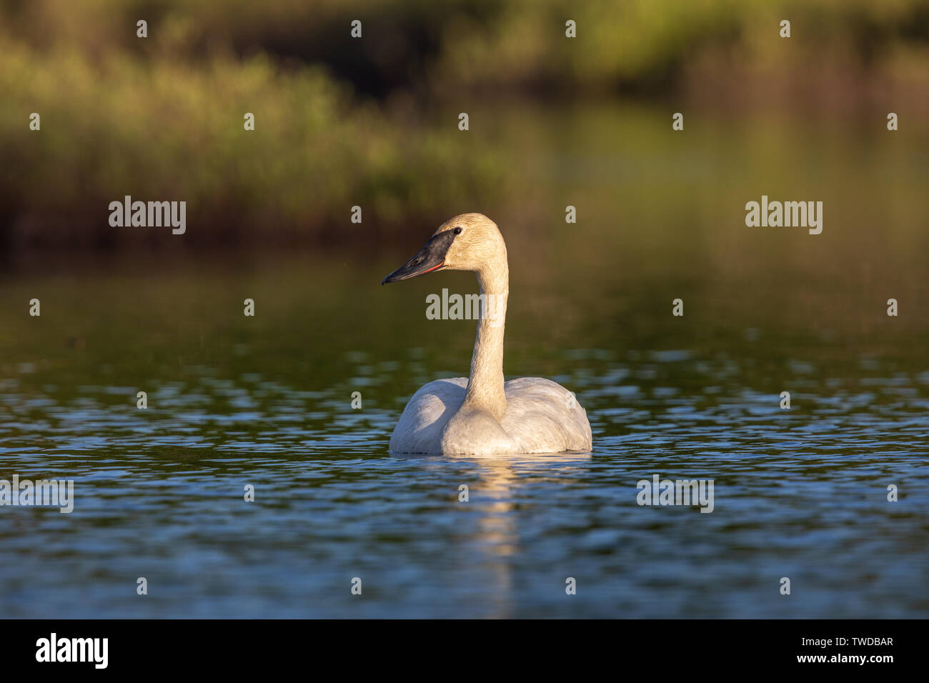 Trumpeter swan swimming in northern Wisconsin. Stock Photo