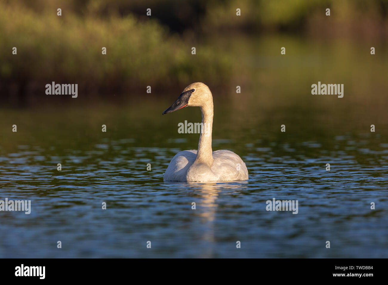 Trumpeter swan swimming in northern Wisconsin. Stock Photo