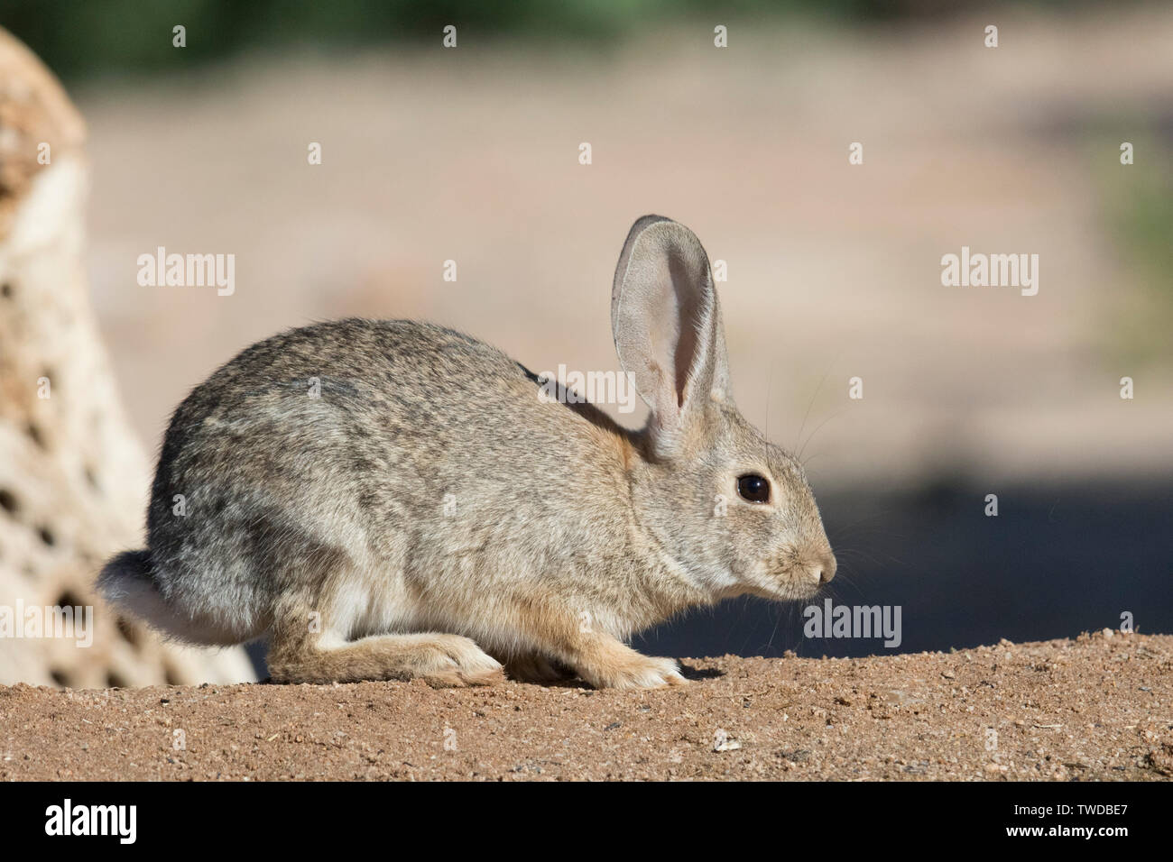 Desert cottontail rabbit or audubons cottontail hi-res stock