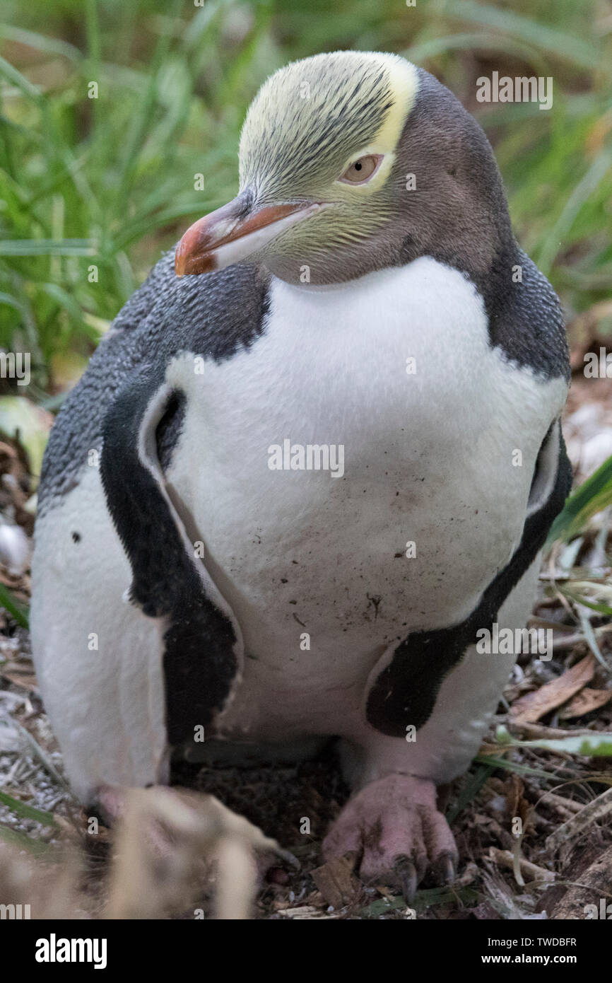 Yellow-Eyed Penguin (Megadyptes antipodes) South Island, New Zealand Stock Photo