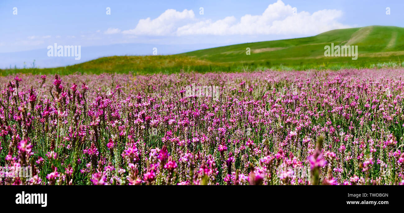 Inflorescence ordinary sainfoin with pink flowers. Wild pink flowers lit by the sun, close-up Stock Photo