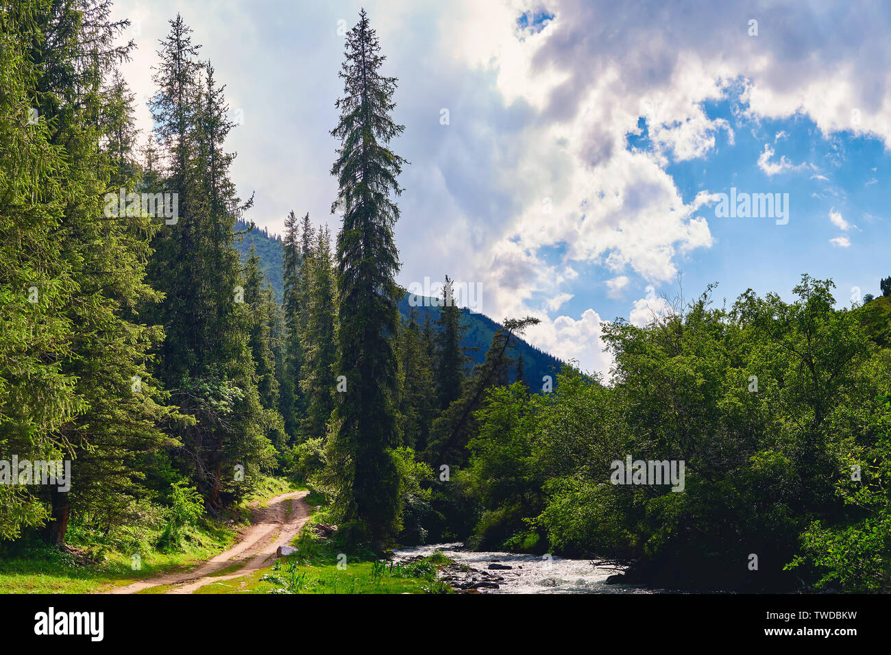 Mountain forest road landscape. Green mountains with tall firs. The road goes up the mountain river Stock Photo