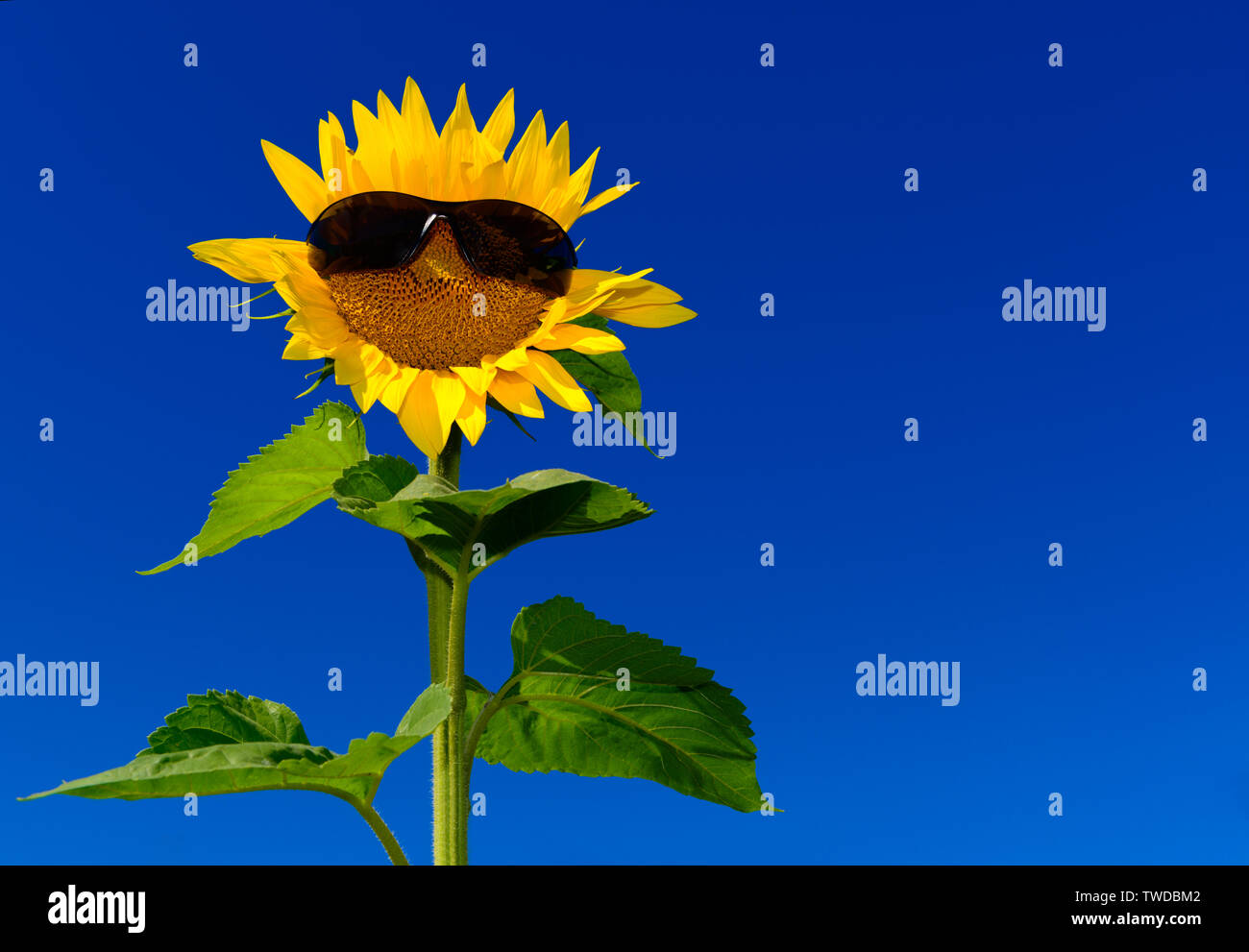 Funny isolated sunflower wearing sunglasses against deep blue sky Stock Photo