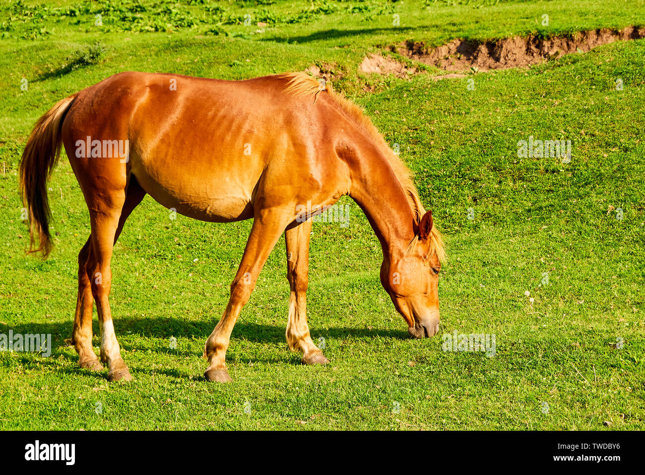 horses in the pasture, lit by the evening sun. Country summer landscape. Stock Photo