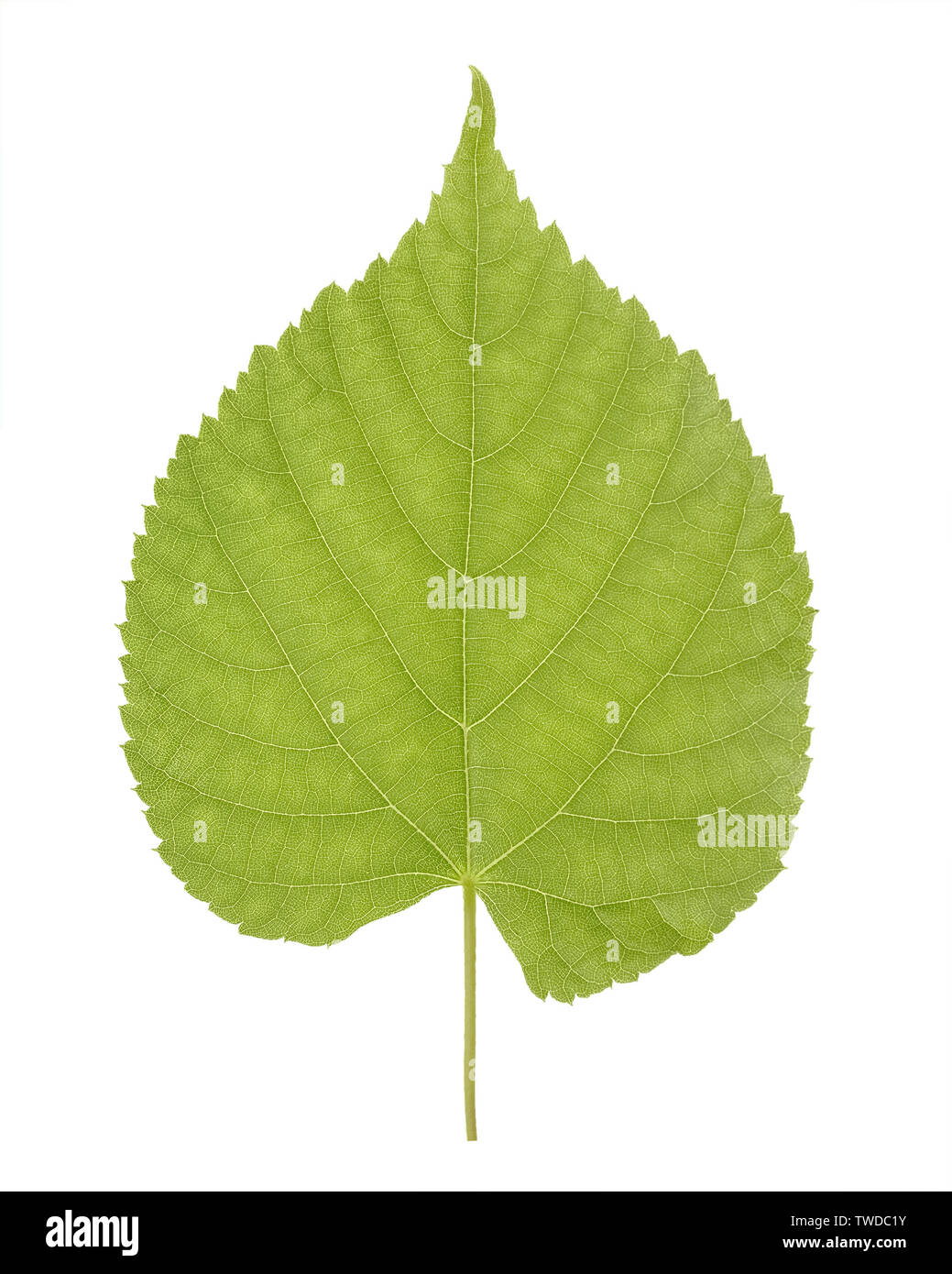Green leaf of Linden or Tilia, commonly called lime trees, or lime bushes of the family Tiliaceae or Malvaceae isolated on white background Stock Photo