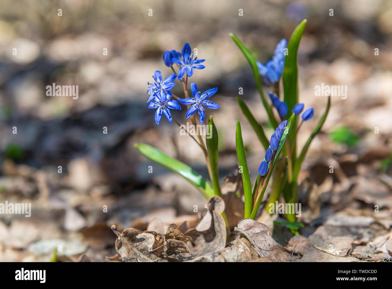 First little blue spring flowers in the park Stock Photo - Alamy