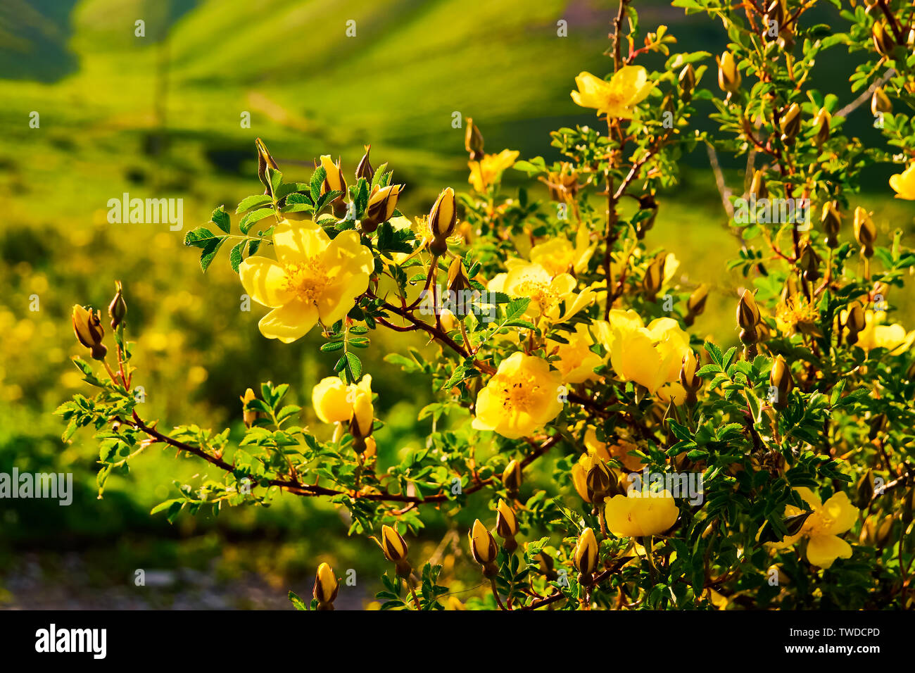 Yellow rose flower lit by the sun at sunset. Wild rose with leaves on a  background of mountains Stock Photo - Alamy