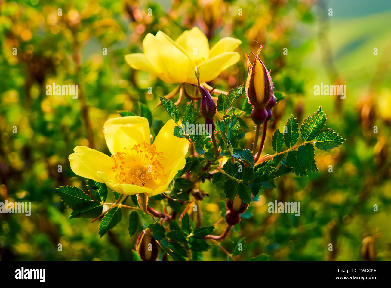 Yellow rose flower lit by the sun at sunset. Wild rose with leaves on a background of mountains Stock Photo