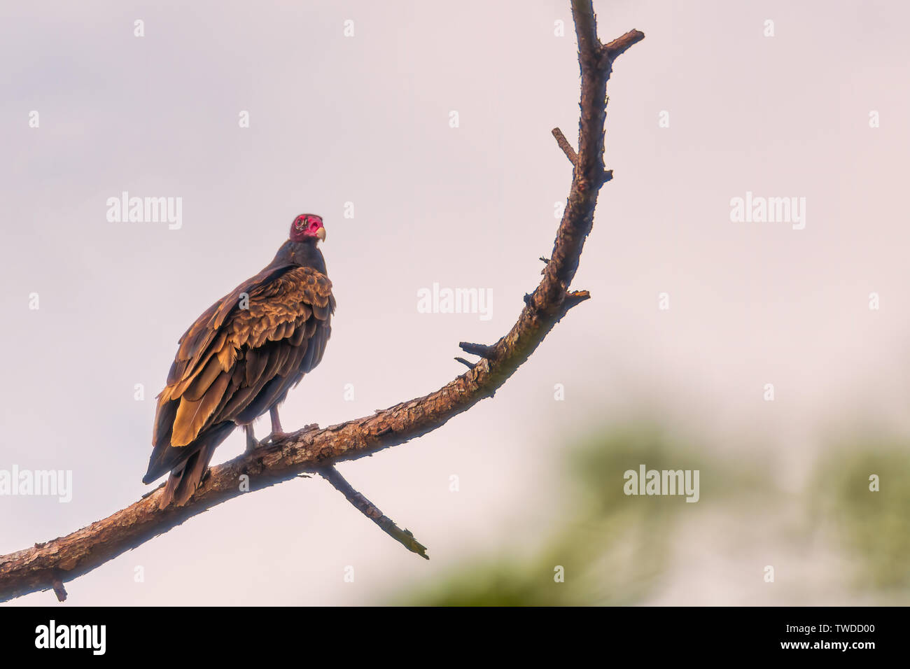 Turkey vulture perched on pine tree branch in Panama City, Florida Stock Photo