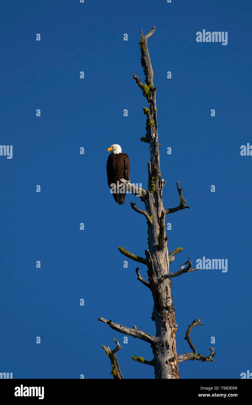 Bald eagle at Crane Prairie Reservoir, Cascade Lakes National Scenic