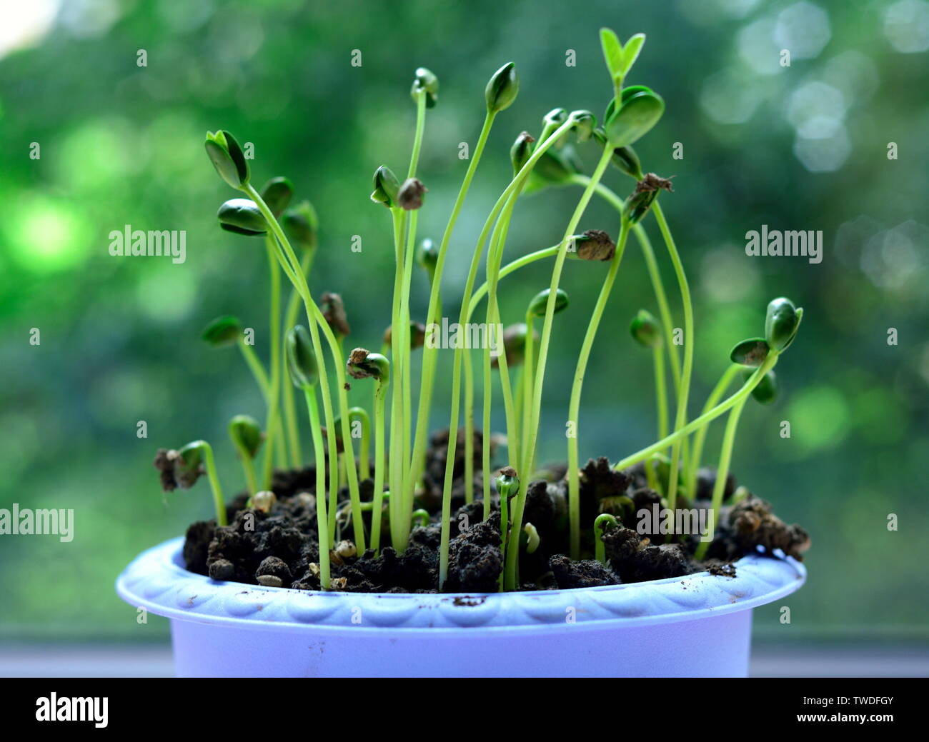 Growing bean sprouts hi res stock photography and images alamy