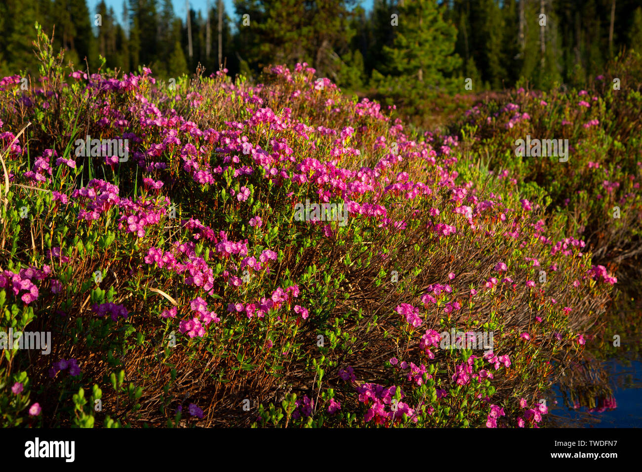 Western Bog Laurel (Kalmia microphylla) bloom at Hosmer Lake, Cascade Lakes National Scenic Byway, Deschutes National Forest, Oregon Stock Photo