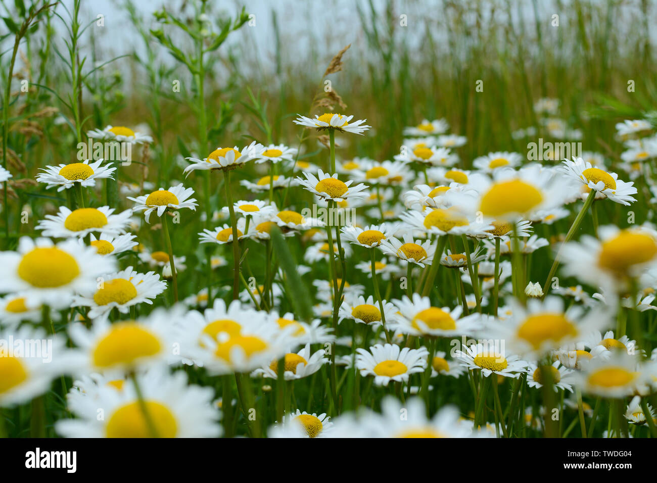 Wild daisies growing in open prairie on a Spring morning. Midewin ...