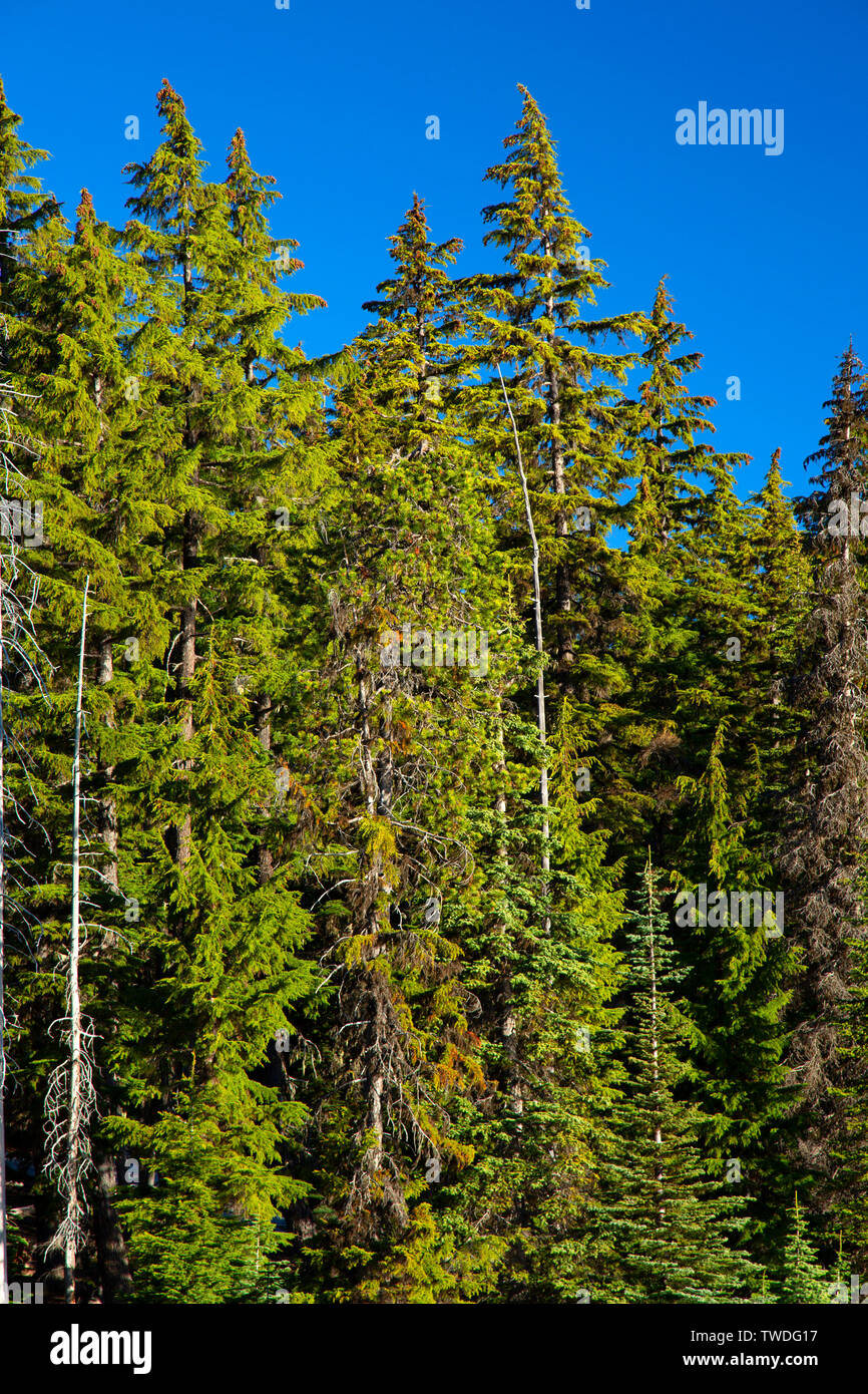 Forest by Sparks Lake, Cascade Lakes National Scenic Byway, Deschutes National Forest, Oregon Stock Photo