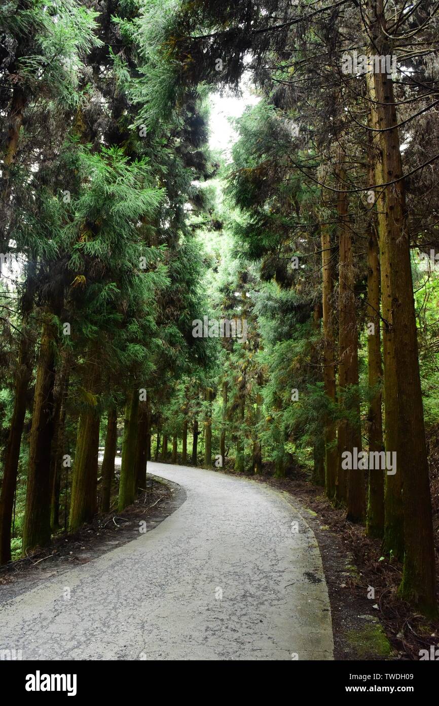 Beautiful morning in the woods hi-res stock photography and images - Alamy