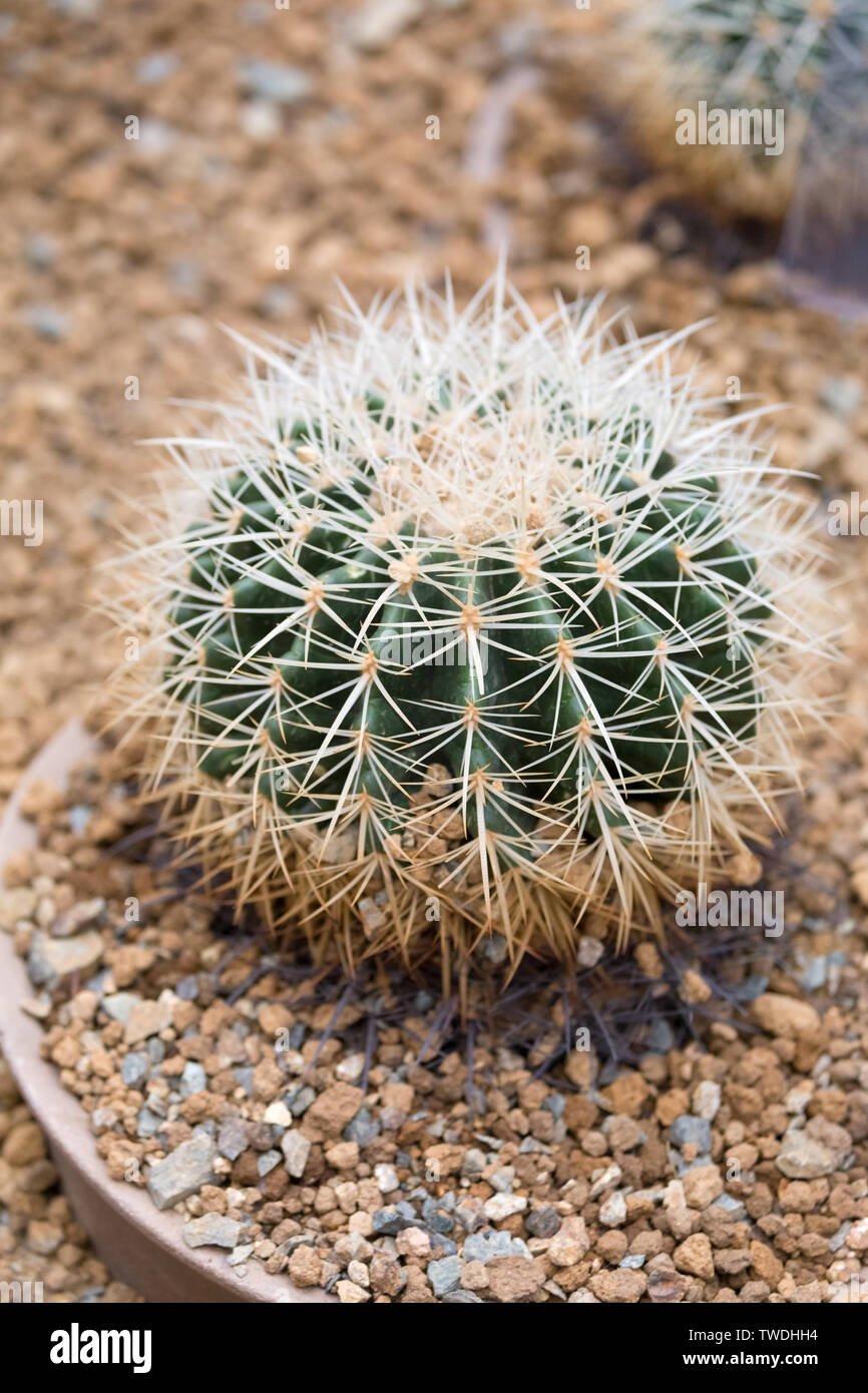 Cactus is a member of the plant family Cactaceae Stock Photo
