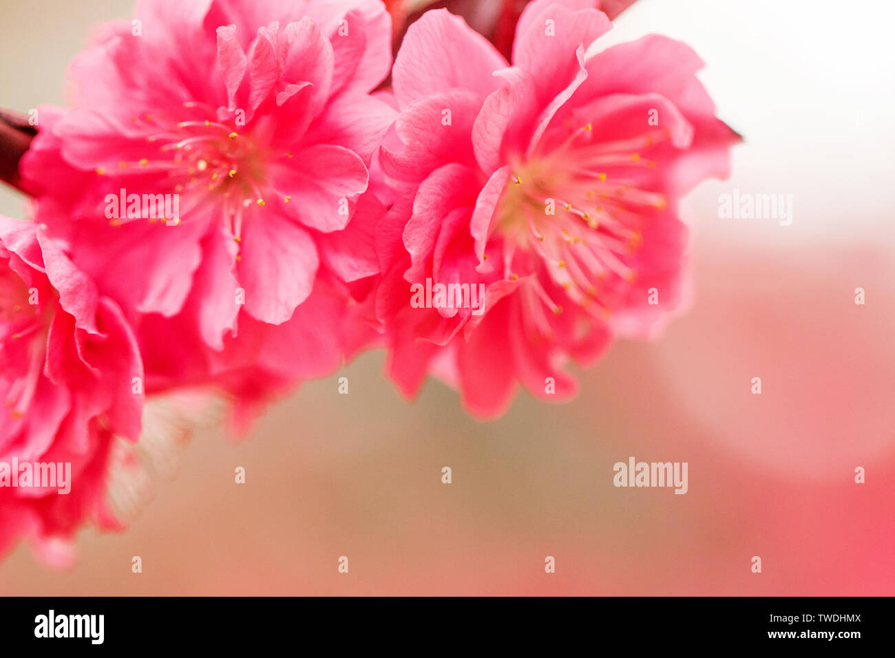 Flowers that open in spring Stock Photo - Alamy