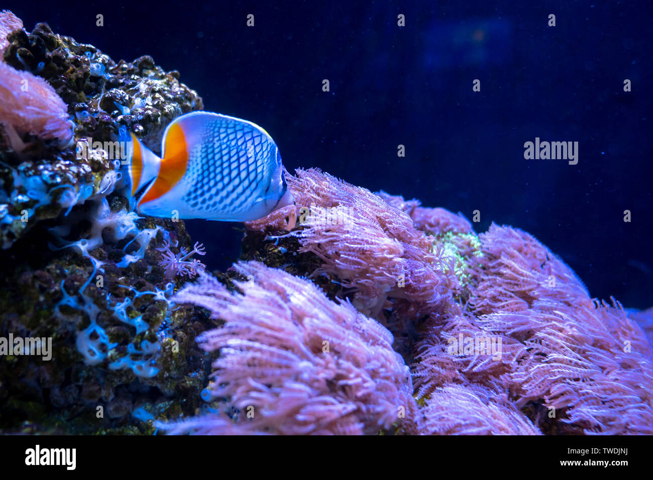 Beautiful fish in the aquarium on decoration  of aquatic plants background. A colorful  fish in fish tank. Stock Photo